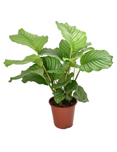 CALATHEA ORBIFOLIA La Pianta da Interno che Arreda