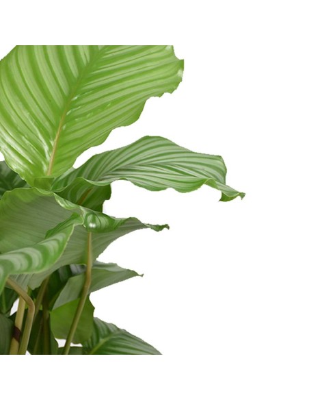 CALATHEA ORBIFOLIA La Pianta da Interno che Arreda