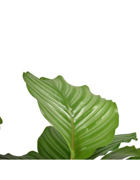 CALATHEA ORBIFOLIA La Pianta da Interno che Arreda