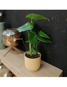 MONSTERA DELICIOSA L'Eleganza Tropicale a Casa Tua