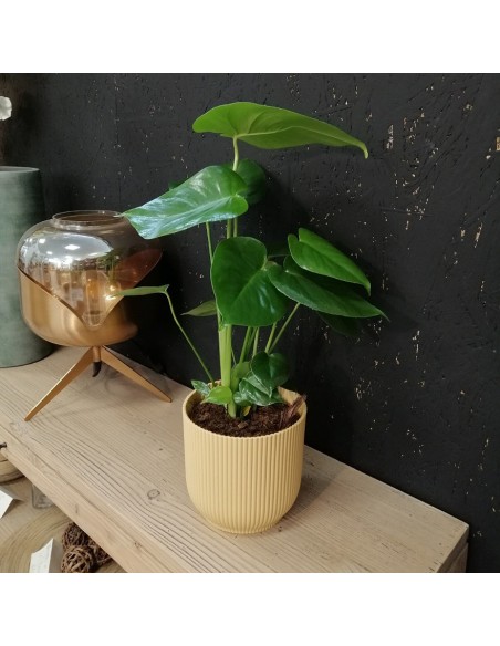 MONSTERA DELICIOSA L'Eleganza Tropicale a Casa Tua