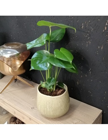 MONSTERA DELICIOSA L'Eleganza Tropicale a Casa Tua