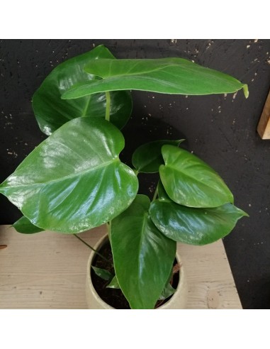 MONSTERA DELICIOSA L'Eleganza Tropicale a Casa Tua