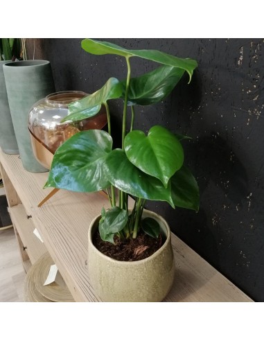 MONSTERA DELICIOSA L'Eleganza Tropicale a Casa Tua