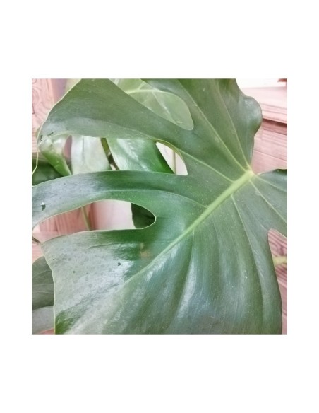 MONSTERA DELICIOSA L'Eleganza Tropicale a Casa Tua