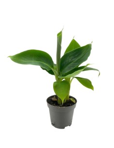MUSA ACUMINATA 'CHEEKA' "banana mini" diametro vaso 6 cm