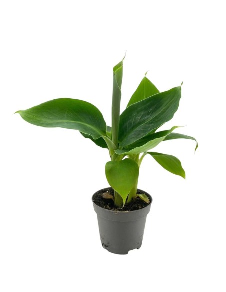 MUSA ACUMINATA 'CHEEKA' "banana mini" diametro vaso 6 cm