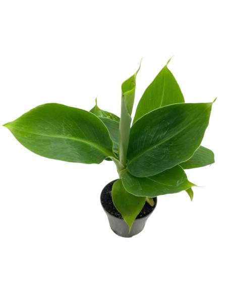 MUSA ACUMINATA 'CHEEKA' "banana mini" diametro vaso 6 cm