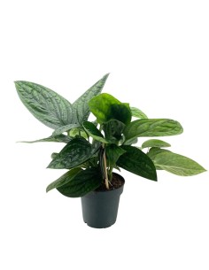 EPIPREMNUM 'MARBLE PLANET' bellezza unica in vaso 12 cm