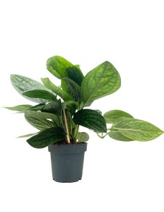 EPIPREMNUM 'MARBLE PLANET' bellezza unica in vaso 12 cm 2