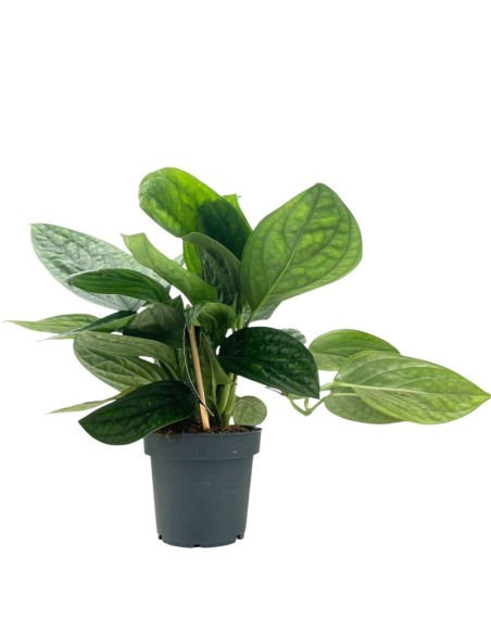 EPIPREMNUM 'MARBLE PLANET' bellezza unica in vaso 12 cm