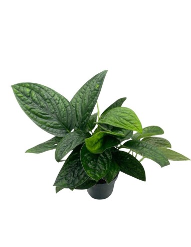 EPIPREMNUM 'MARBLE PLANET' bellezza unica in vaso 12 cm