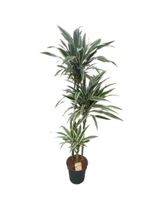 DRACAENA FRAGRANS "white stripe" diametro vaso 24 cm