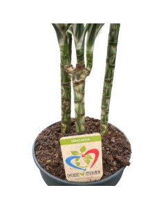 DRACAENA FRAGRANS "white stripe" diametro vaso 24 cm 2