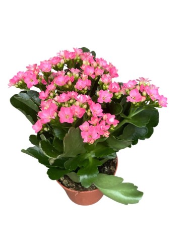 KALANCOE COLORI ASSORTITI in vaso 12 centimetri