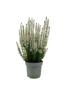 CALLUNA VULGARIS 'BEAUTY LADY'colori assortiti vaso 9,5cm 2