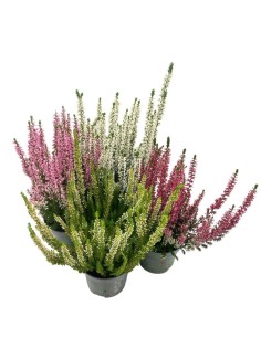 CALLUNA VULGARIS 'BEAUTY LADY'colori assortiti vaso 9,5cm