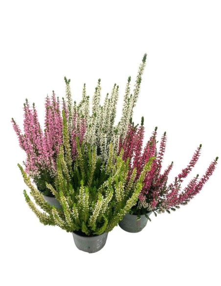 CALLUNA VULGARIS 'BEAUTY LADY'colori assortiti vaso 9,5cm