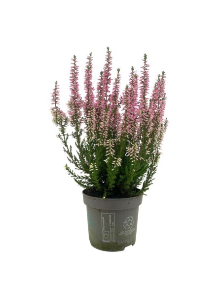 CALLUNA VULGARIS 'BEAUTY LADY'colori assortiti vaso 9,5cm