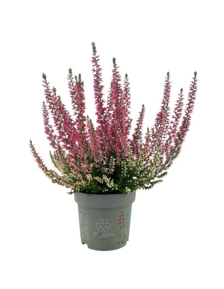 CALLUNA VULGARIS 'BEAUTY LADY'colori assortiti vaso 9,5cm