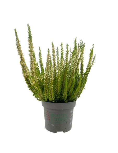 CALLUNA VULGARIS 'BEAUTY LADY'colori assortiti vaso 9,5cm