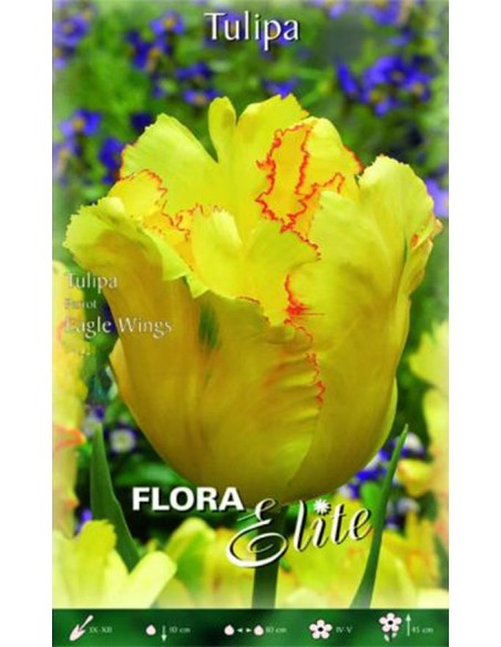 TULIPANO EAGLE WINGS (Parrot) 7 BULBI