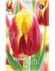 TULIPANO DOW JONAS (Triumph) 7 BULBI