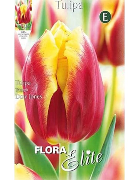 TULIPANO DOW JONAS (Triumph) 7 BULBI