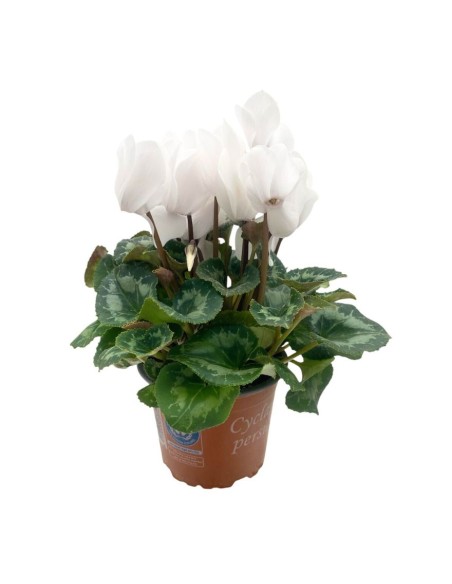 CICLAMINO MIDI SUPER"ALLURE" COLORI MISTI Vaso 12 cm