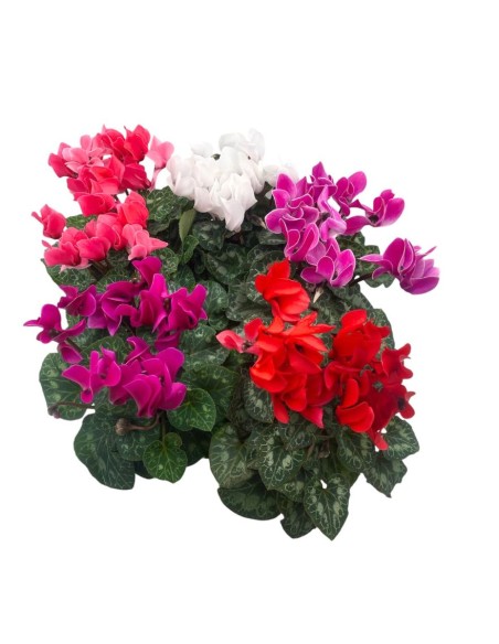 CICLAMINO MIDI SUPER"ALLURE" COLORI MISTI Vaso 12 cm