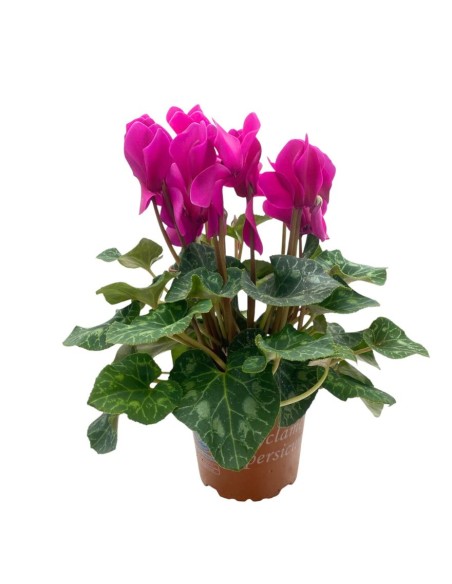 CICLAMINO MIDI SUPER"ALLURE" COLORI MISTI Vaso 12 cm