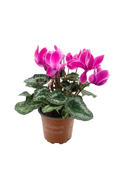CICLAMINO MIDI SUPER"ALLURE" COLORI MISTI Vaso 12 cm