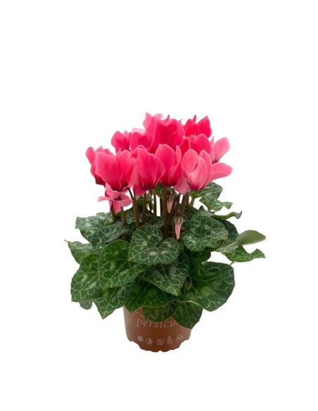 CICLAMINO MIDI SUPER"ALLURE" COLORI MISTI Vaso 12 cm