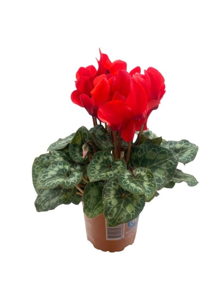 CICLAMINO MIDI SUPER"ALLURE" COLORI MISTI Vaso 12 cm