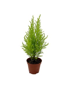 CUPRESSUS "GOLDCREST WILMA"delicato profumo agrumato
