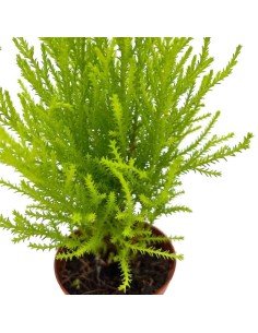 CUPRESSUS "GOLDCREST WILMA"delicato profumo agrumato 2