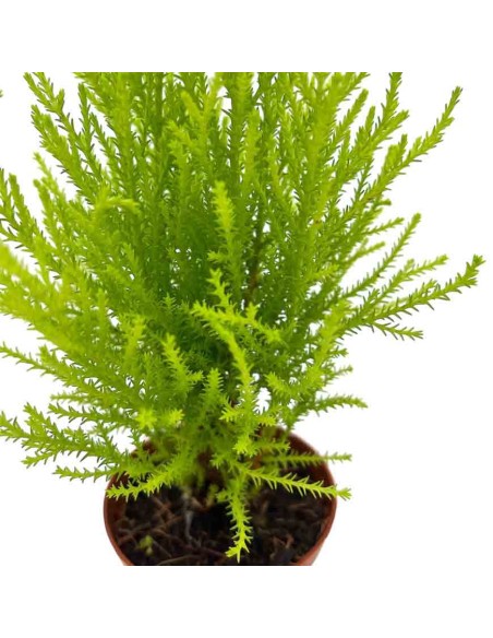 CUPRESSUS "GOLDCREST WILMA"delicato profumo agrumato