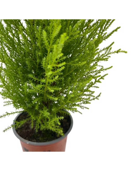 CUPRESSUS "GOLDCREST WILMA"delicato profumo agrumato
