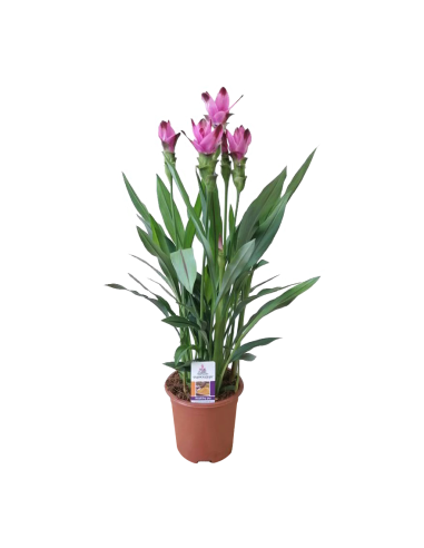 CURCUMA ALISMATIFOLIA "SIAM SPLASH" Eleganza Esotica
