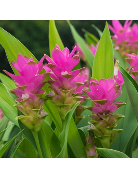 CURCUMA ALISMATIFOLIA "SIAM SPLASH" Eleganza Esotica