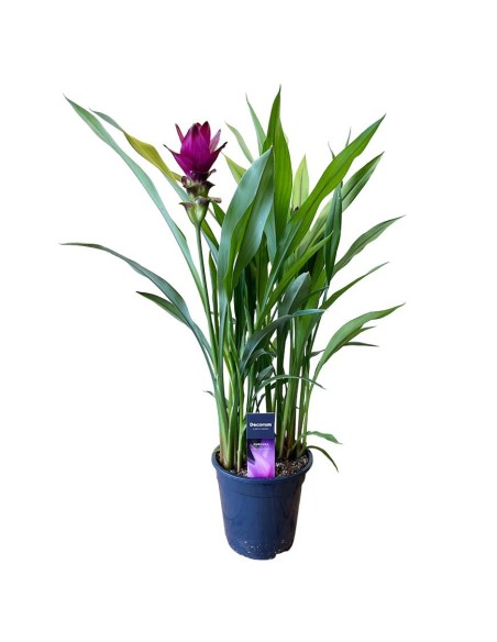 CURCUMA ALISMATIFOLIA "SIAM SPLASH" Eleganza Esotica