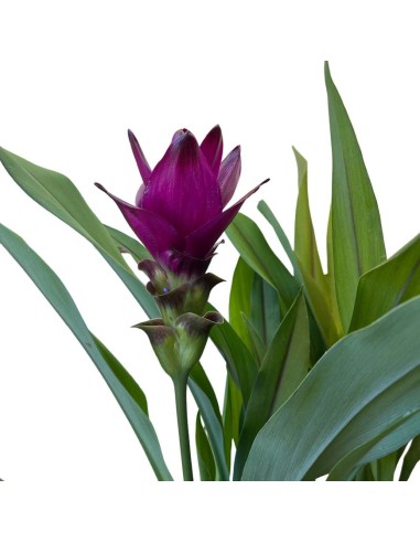 CURCUMA ALISMATIFOLIA "SIAM SPLASH" Eleganza Esotica