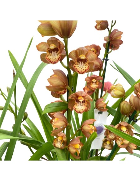 ORCHIDEA CYMBIDIUM "colori assortiti"- Eleganza Naturale