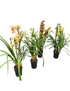 ORCHIDEA CYMBIDIUM "colori assortiti"- Eleganza Naturale