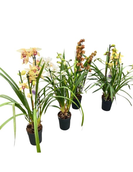 ORCHIDEA CYMBIDIUM "colori assortiti"- Eleganza Naturale