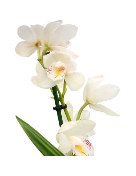 ORCHIDEA CYMBIDIUM "colori assortiti"- Eleganza Naturale