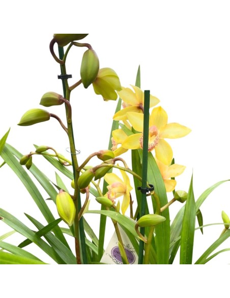 ORCHIDEA CYMBIDIUM "colori assortiti"- Eleganza Naturale