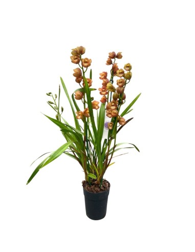 ORCHIDEA CYMBIDIUM "colori assortiti"- Eleganza Naturale