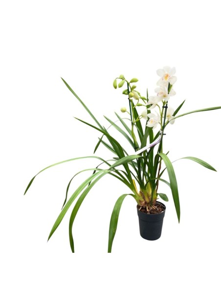 ORCHIDEA CYMBIDIUM "colori assortiti"- Eleganza Naturale
