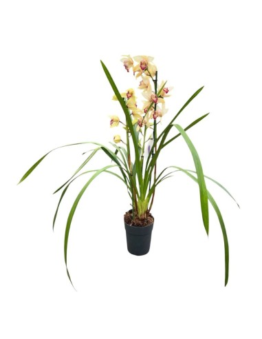 ORCHIDEA CYMBIDIUM "colori assortiti"- Eleganza Naturale